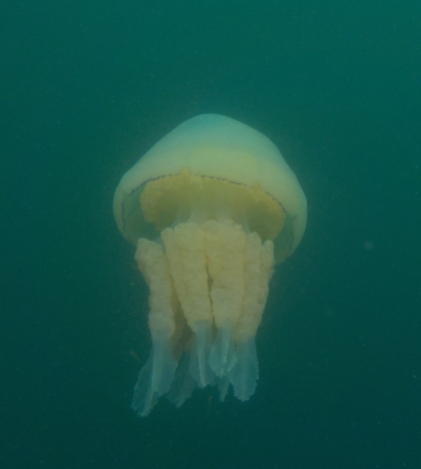 Taken a few months ago, this Barrel Jellyfish (about 40-50 cm long) was just wonderful to watch moving gracefully through the water.